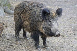Mimoriadne núdzové opatrenia 1