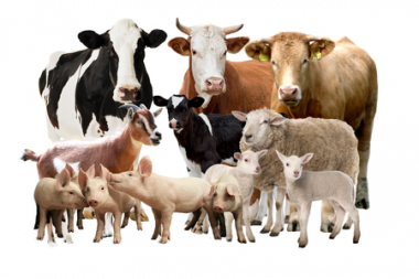 Povinnosť registrovať chov hospodárskych zvierat 1